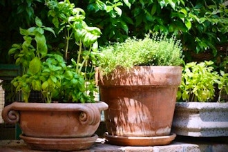 The Edible Patio: Container Gardening (Online)